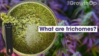 What are trichomes? | Weed Easy