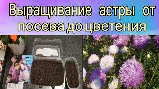 Выращивание астры от посева до цветения 