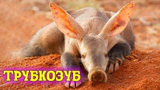 Aardvark or earth pig. What is this amazing savannah animal?