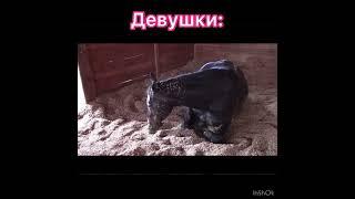 Кони пердят #приколы #fart #horse #shorts