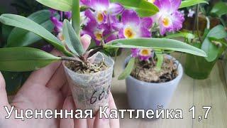 Каттлея в размере 1,7. В какой субстрат сажать и какой уход нужно обеспечить