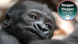 Unveiling Mobi: Prague Zoo's Latest Baby Gorilla Sensation