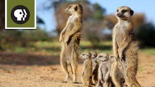 Hang with Meerkats in the Kalahari Desert | 360 Video