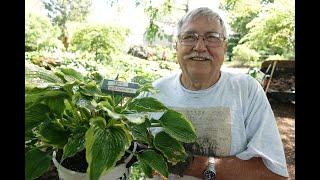 Gardener extraordinaire Hollenbaugh honored with his own hosta