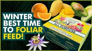 How To (& Why To) WINTER FOLIAR FEED with IV Organic® Tea Bags |  ONLY ~$2 per Gallon
