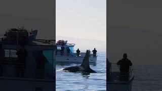 Killer whale surprises Whale watching boat!