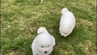 With Lovely Smile Kennel - Samoyed litter B - 5 weeks old - funny boy