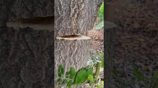 Tree felling notch pass or fail?