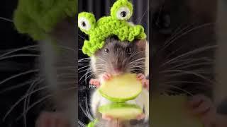 The Mouse Discovered in the Snack Cupboard #animals #love #shorts