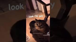 OMG Cats Can Talk!!?? |️| #cantbelieveit #trending #omgsocutecat | not mine