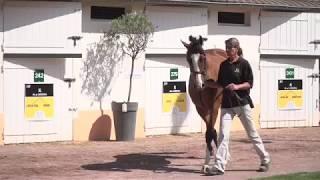 Arqana Review : August Yearling Sale Day 1