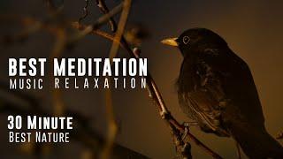 30 Min Nature Relaxing & Meditation Music/Deep Sleep/Stress Relief Music