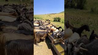Heartbreaking! Thirsty Animals Finally Get Water 