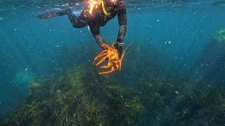 Crayfish Congregation while Winter Spearfishing!!