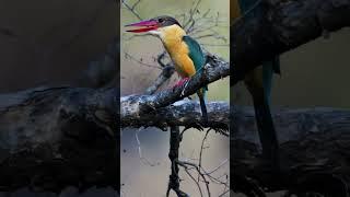 Bird | Original Sound | Black-Capped Kingfisher