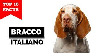 Bracco Italiano - Top 10 Facts