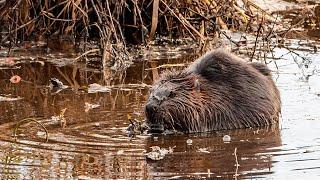 Beavering Around With Professor Beaverton, The Burnaby Lake Beaver