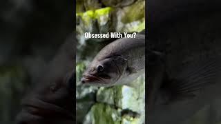 Obsession #bassfishing