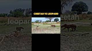 cheetah vs leopard #trending #animals #wildlife #cheetah #leopard #youtubeshorts #shorts