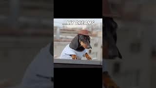 Dreams make no sense!! song - You Owe Me by Jaxson #lol #dog #funny