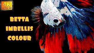 BETTA IMBELLIS - 13 WILD COLOURS TYPE