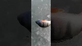 Последний раз в этом сезоне на Луне пробурил  #wildanimal #рыбалканаозере #рыбалка  #fishing