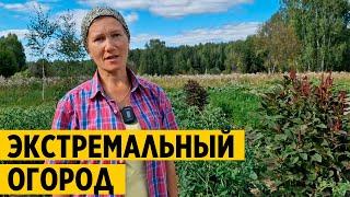 ‍МОЙ ОПЫТ ВЫРАЩИВАНИЯ без ПОЛИВА ОГОРОД в ЭКСТРЕМАЛЬНЫХ УСЛОВИЯХ лето без дождя@obovsemsmarusya