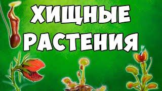 Хищные растения – развивающий мультик | Плотоядные растения – Карточки Домана | Учим растения