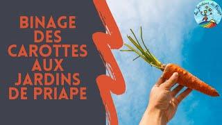 Binage des carottes à la multifraise aux Jardins de Priape