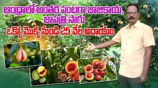 అంతర పంటగా జాజికాయ జాపత్రి సాగు | Nutmeg Cultivation Profitable Success Story | AgriTech Telugu