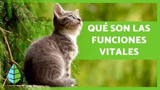 Cuáles son las FUNCIONES VITALES de los SERES VIVOS  (3 Funciones y Ejemplos)