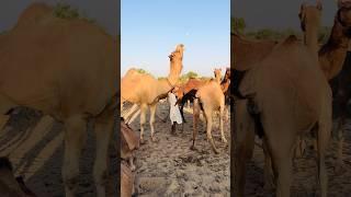 Camels of de #shorts #camel