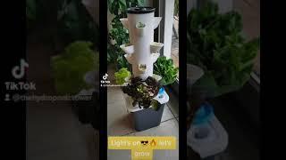 Den Hydroponic Tower / Turm bestücken mit vorgezogenen / gekauften Pflanzen