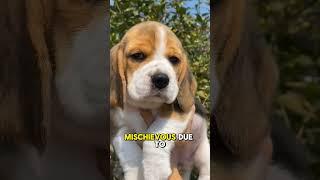 Cute & Mischievous Beagle!  #cutepuppy #beagle #dogshorts #shorts