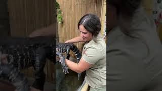 I Got My Alligator A New Enclosure! 