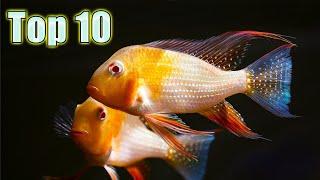 Top 10 Cichlids of All Time!