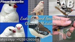 Diamond Sparrows Classic | Breeder Alexander Steppeler Germany | Diamond Sparrows Mutations