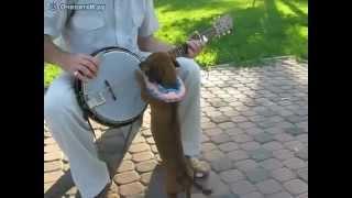 taxsa play on banjo