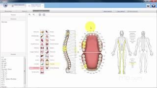 ZYTO Vectors Tab Basics