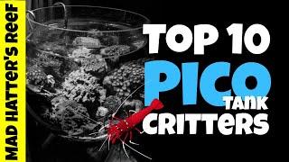 Top 10 Pico Reef Tank Fish and Invertebrates