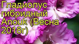 Гладиолус гибридный Анук (Anouk). Краткий обзор, описание характеристик, где купить луковицы