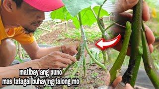 EGGPLANT MANY ROOTSTOCK ATACHING PART 2 / Gha Agri Tv