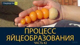 ЯЙЦЕНОСКОСТЬ У КУР НЕСУШЕК (часть 2): как работает яичник и что влияет на яйценоскость.