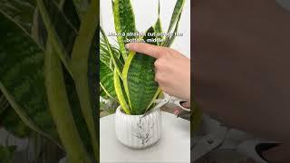 Is this the easiest houseplant to propagate? #plants #propagation #indoorplants #indoorplanting