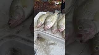 Big Slabs, Big Smiles: Watch Us Fill the Livewell with Giant Crappies in Less Than an Hour Flat