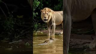 LION VS ANACONDA - AMAZON JUNGLE