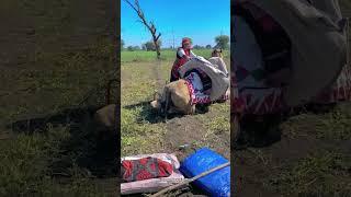Malwa rabari culture  #villagelife #youtubeshorts #culture #viralvideo #desi #life #shorts #viral