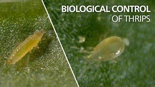 Biological control of thrips - Neoseiulus cucumeris