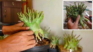 Especially for Beginners Who Often Rot When Planting Adeniums. Desert Rose Bonsai. Arabicum. Obesum.