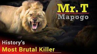 Notorious Lion Mr. T Mapogo | The Most Ruthless Lion To Ever Rule In The African Bush